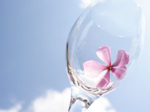 275422_flower_sky