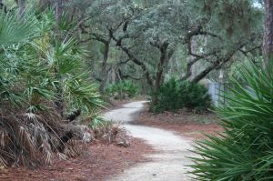 721505_wooded_pathway2
