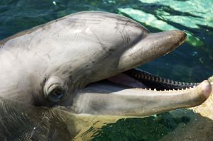 942984_dolphin