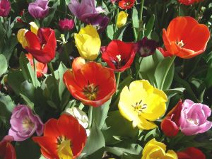 861607_tulips