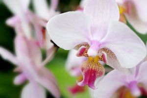 998294___orchid__