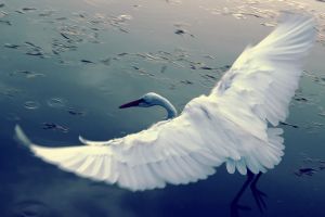 820710___wings__