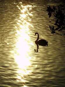 602666___swan__2