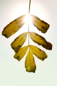 1072678___sun__1