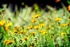 868382___garden__