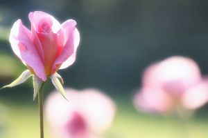 1009082___garden__1
