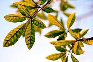 853310___leafs__