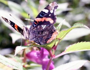 1212507_lonely_butterfly1