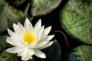863486___flower__1