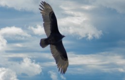 Como nós lidamos com a liberdade?