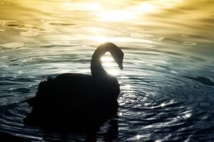 gratidão e semente da não violência, espiritualidade natural