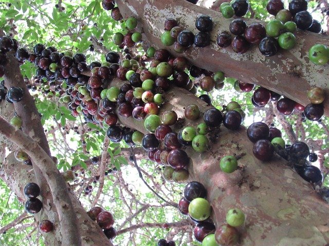 portal - embaixo da jabuticabeira